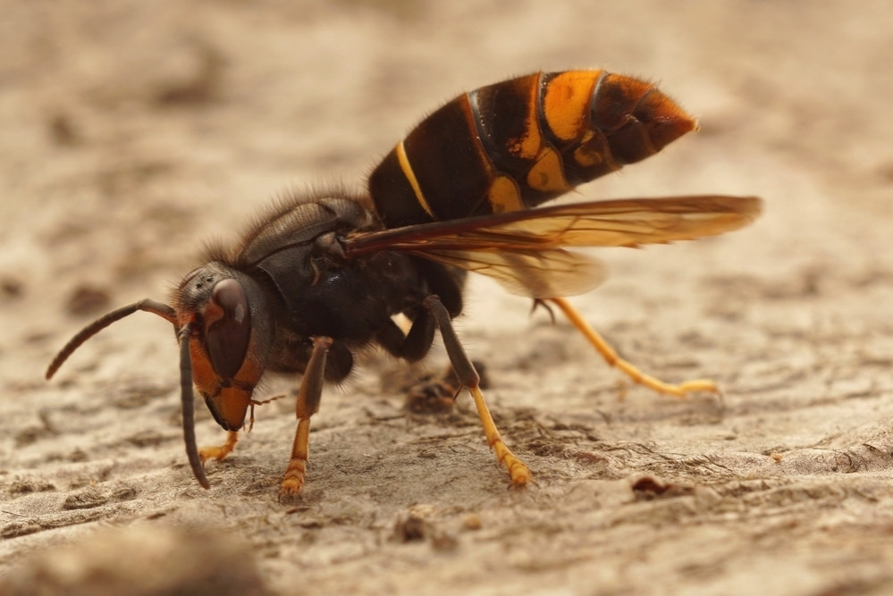 Western Switzerland: Killer hornet eats bees