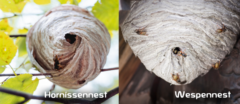 Difference between hornet nest and wasp nest