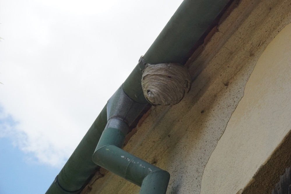 Hornet's nest on the terrace - What to do?